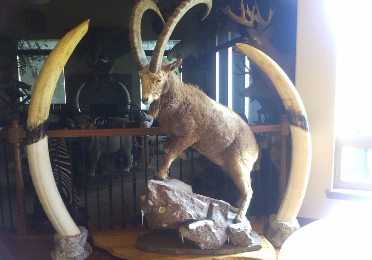 Peyser Taxidermy